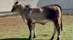 Open Brahman Cross Heifer