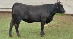 Bred Brangus Heifer