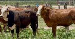 Tigerstripe & Chocolate Braford Replacement Heifers