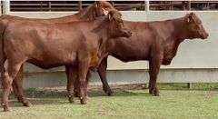 Bred Red Angus-Beefmaster Cross Heifers