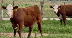 Hereford Replacement Heifers