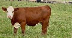 Hereford Replacement Heifers