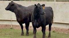 Bred Brangus/Angus Heifers