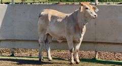 Bred Brahman Cross Heifer