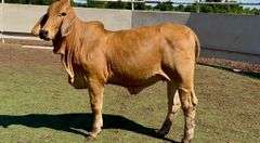 Open Red Brahman Heifer