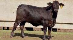 Open F1 Brangus Heifer
