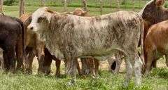 Tigerstripe & Chocolate Braford Replacement Heifers