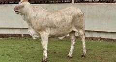 Open White Tigerstripe Heifer