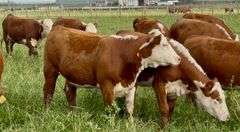 Hereford Replacement Heifers