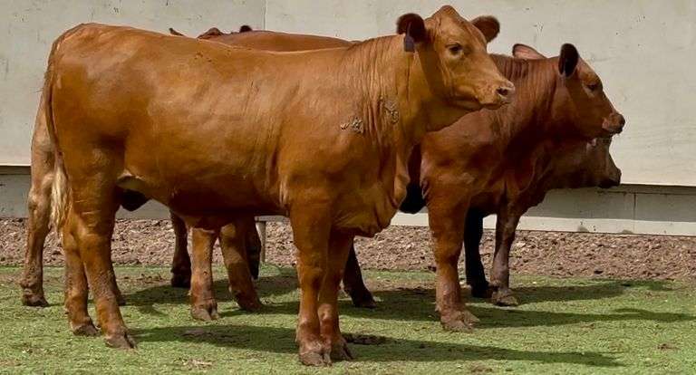 Open Beefmaster Heifers