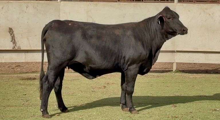 Bred Brangus Heifer