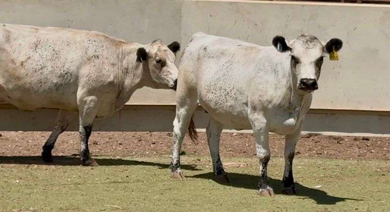 Bred British White Cows