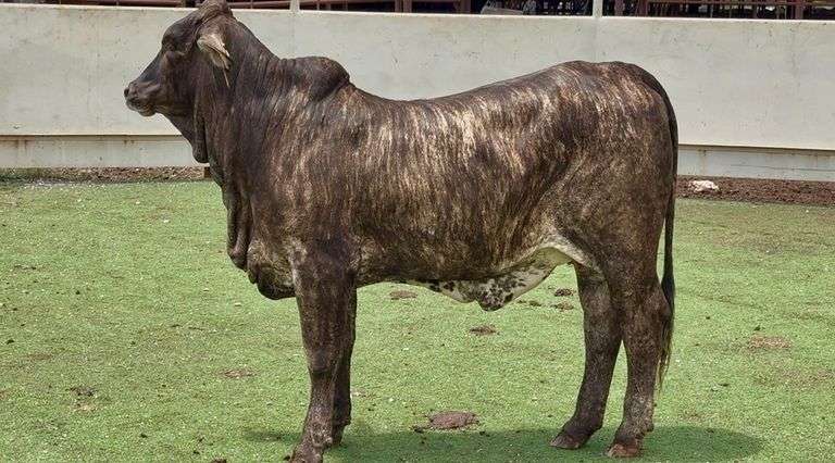 Open Tigerstripe Heifer