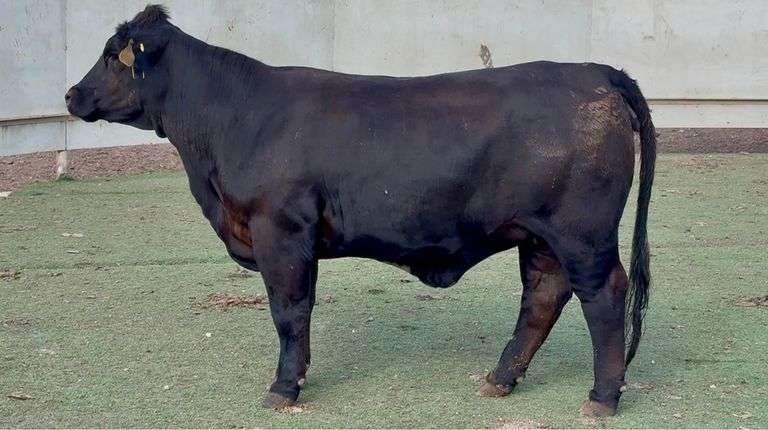 Bred Maine-Brangus Heifer