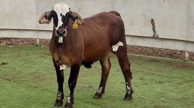 Open Chocolate Braford Heifer