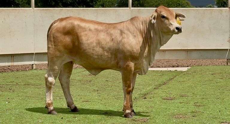 Open Brahman Cross Heifer