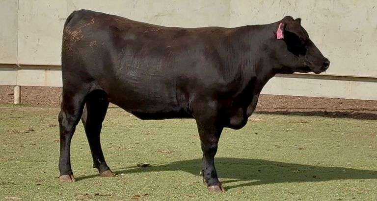 Bred Angus Heifer