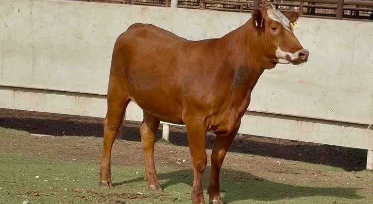 Bred Red Whiteface