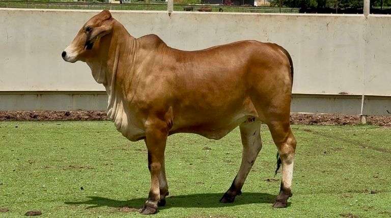 Open Red Brahman Heifer