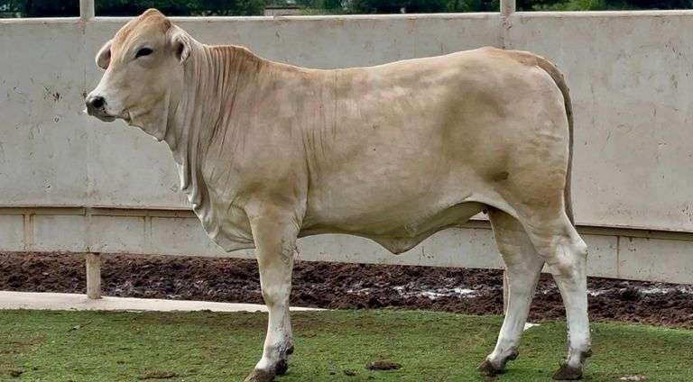 Open Charbray Heifer
