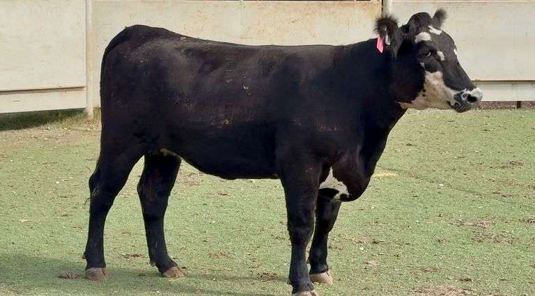 Bred Black Motley Face