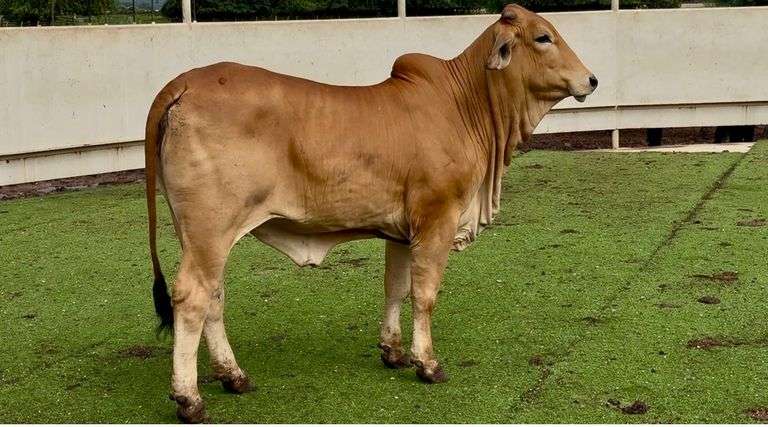 Open Red Brahman Heifer
