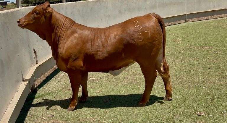 Open Beefmaster Heifer