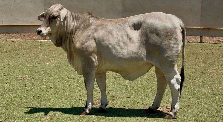 Open Brahman Heifer