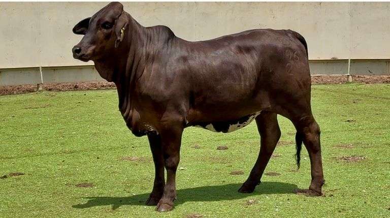 Open Brahman Cross Heifer