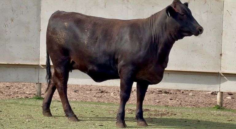 Bred Brangus Heifer