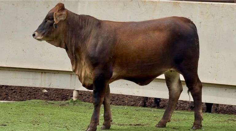Open Braunvieh Brahman Cross Heifer