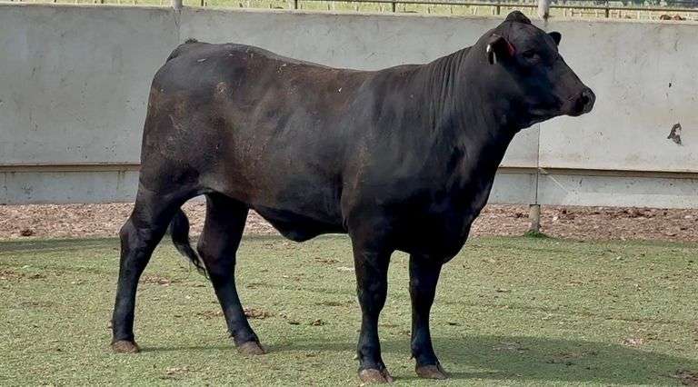 Bred Brangus Heifer