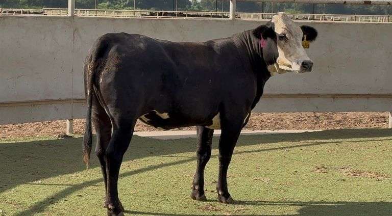 Bred Black Whiteface Heifer