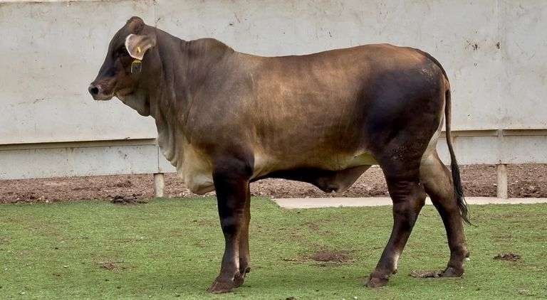 Open Brauvieh Brahman Cross Heifer