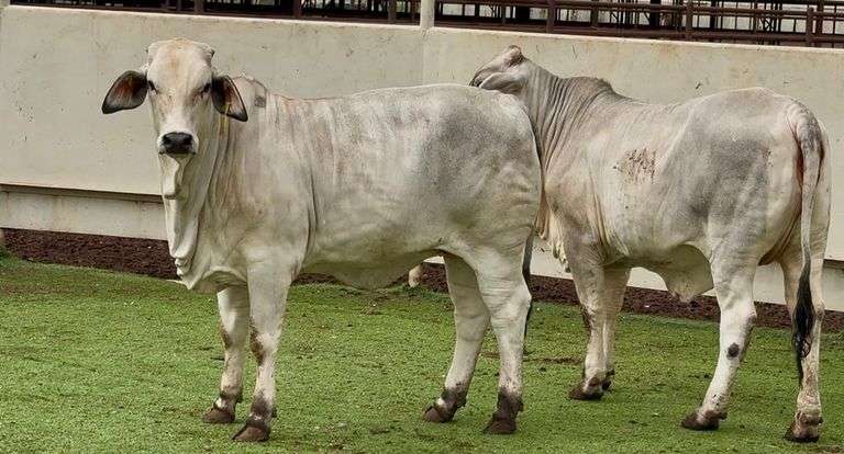 Open Brahman Heifers