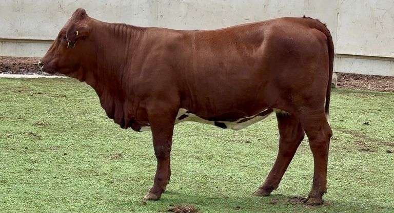 Open Beefmaster Heifer