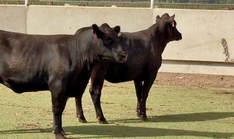 Bred Angus Heifers