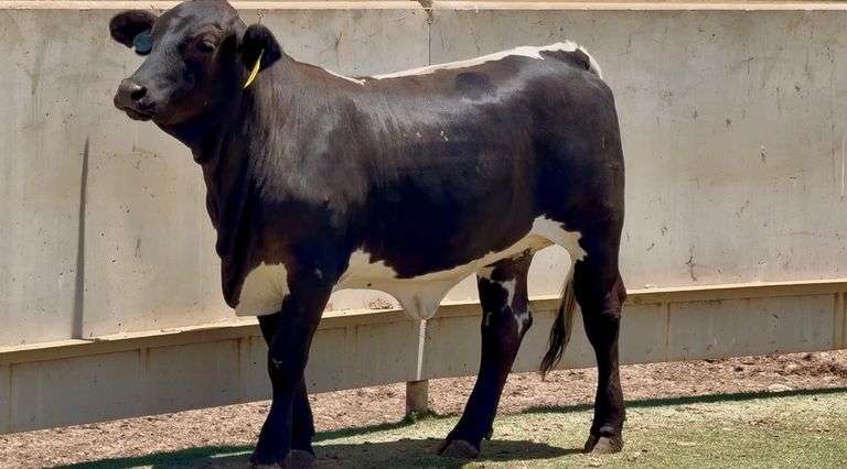 Open Beefmaster heifer
