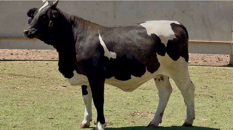 Bred Beefmaster