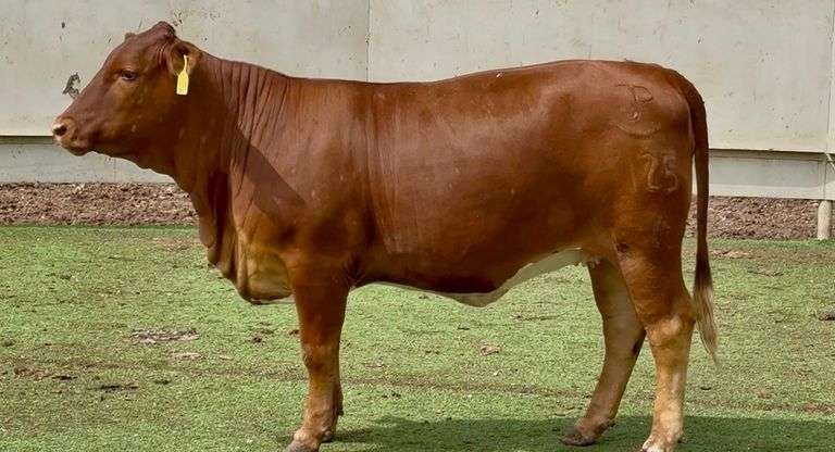 Open Registered Beefmaster Heifer