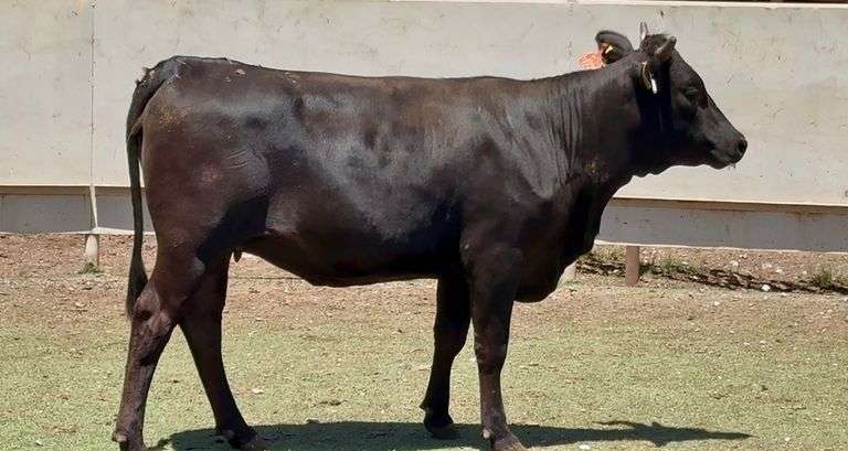 Bred Wagyu-Angus Cross Heifer