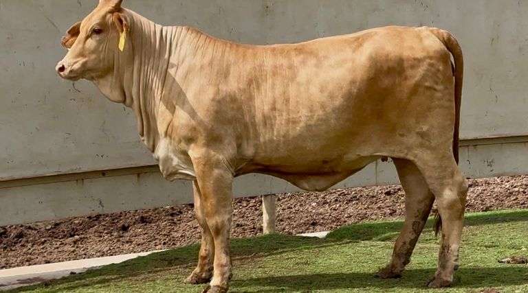 Open Beefmaster Heifer
