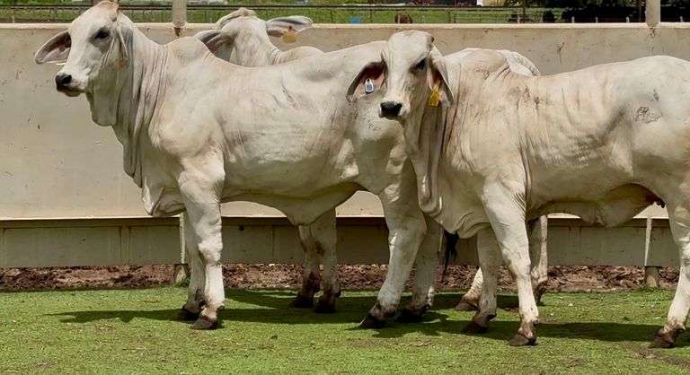 Open Brahman Heifers