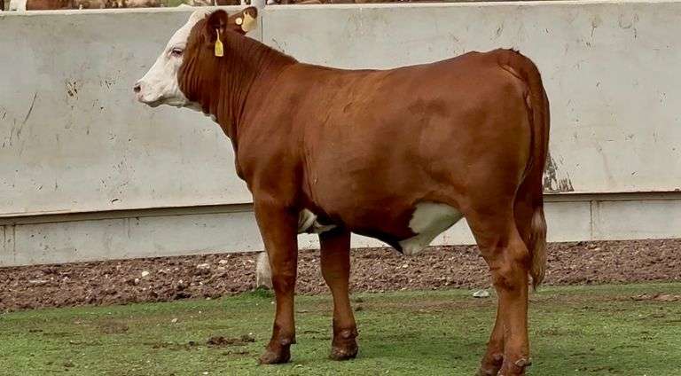 Open Red Whiteface Heifer