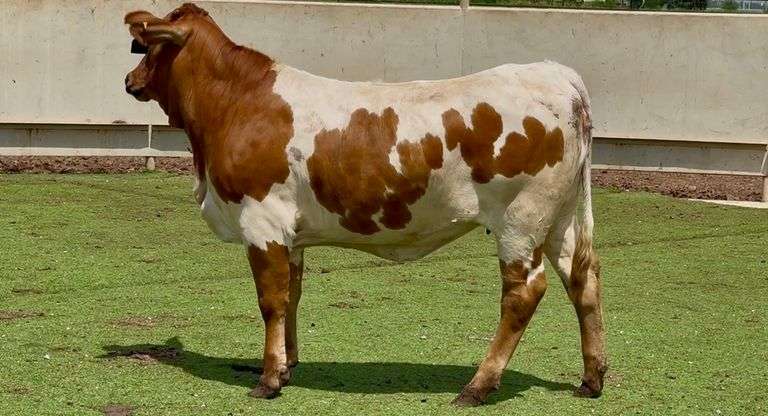 Open Brahman Cross Heifer