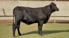 Bred Brangus Heifer
