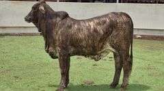 Open Tigerstripe Heifer