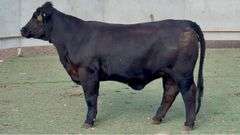 Bred Maine-Brangus Heifer