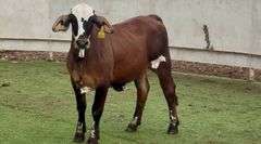 Open Chocolate Braford Heifer