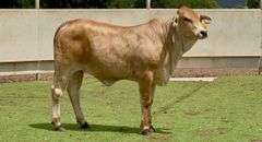 Open Brahman Cross Heifer